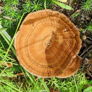 Meet your Posher, Gina